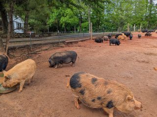 GVL Several abandoned pigs, both spotted and solid-colored, roam and forage in a muddy outdoor enclosure at an animal sanctuary in Upstate New York, with trees and a fence in the background.