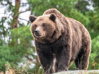 GVL A large brown bear stands on a rock, facing forward, as if ready to star in the next weird news story, with a background of green trees and tall grass.