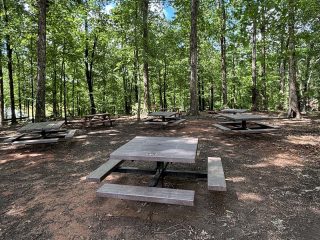 GVL Several wooden picnic tables are scattered among tall trees in a shaded forest area, where sunlight filters through the leaves—an inviting spot often visited by local nonprofits and Leadership Greenville Class 51 for outdoor gatherings.