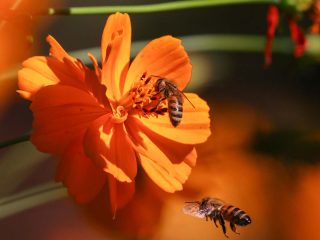 GVL Two bees interact with a vibrant orange flower; one bee gathers nectar while the other hovers nearby, both illuminated by warm sunlight—a reminder of the importance of supporting pollinator numbers.
